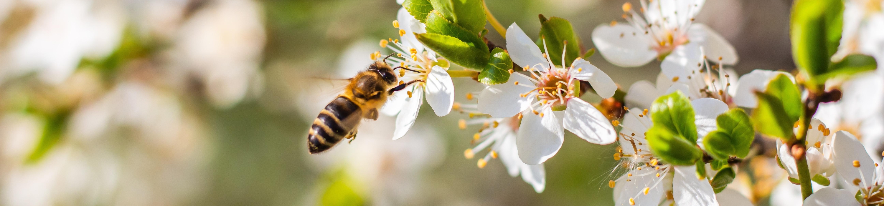 bee-6169574-1.jpg